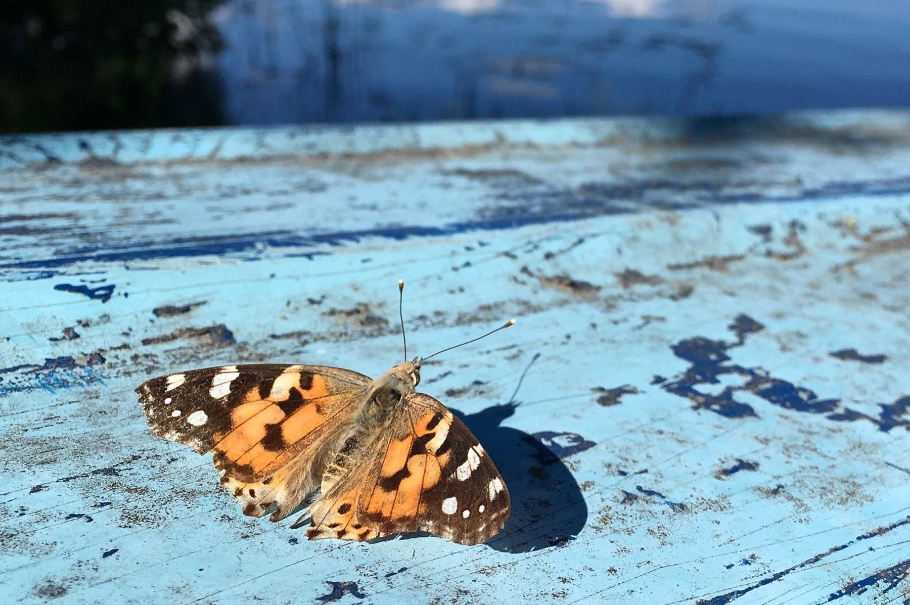An orange and black butterfly resting on a piece of blue wood.