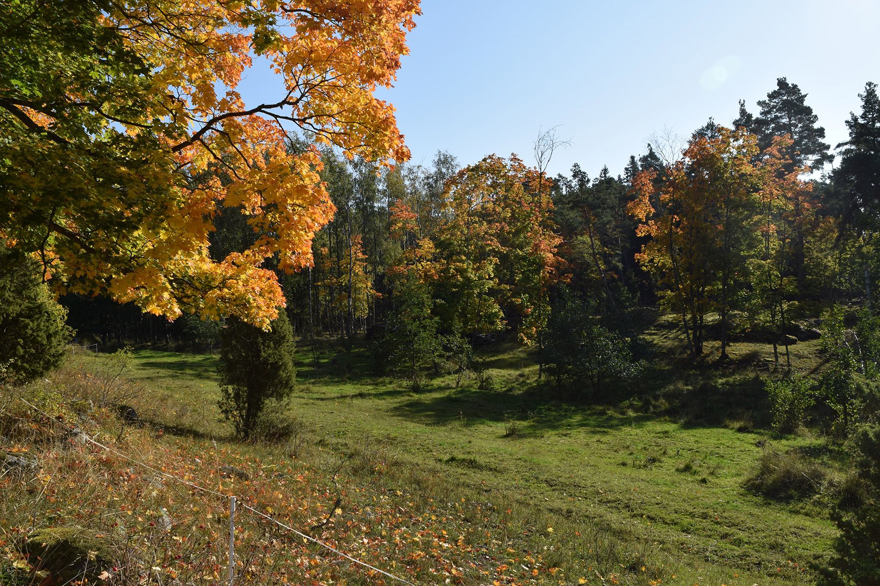 Trees turn autumn colours on the island of Seili.