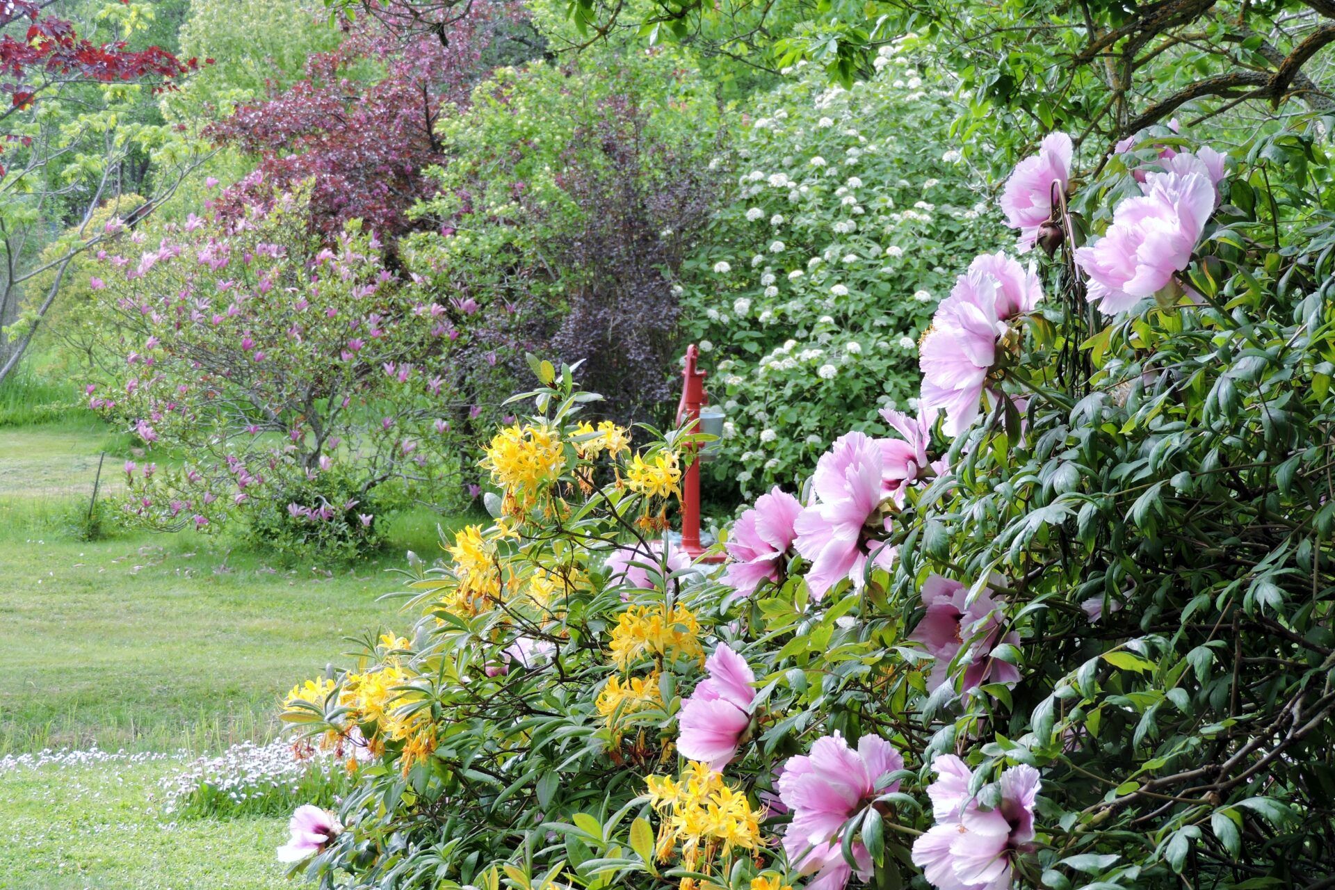 Grönskan och gula och rosa blommor på Lassas hagar.