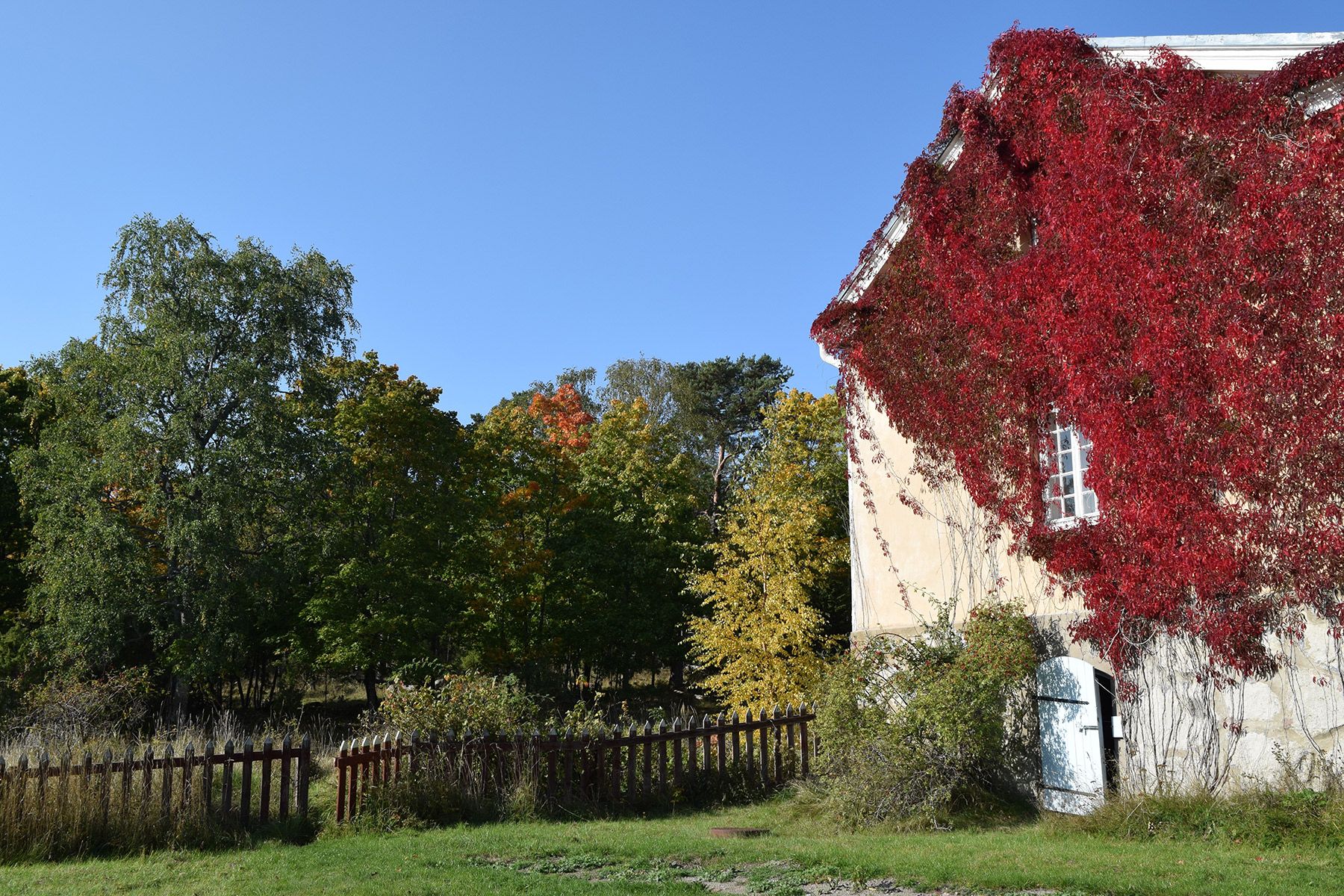 An old building on the island of Seili, covered in a red vine.