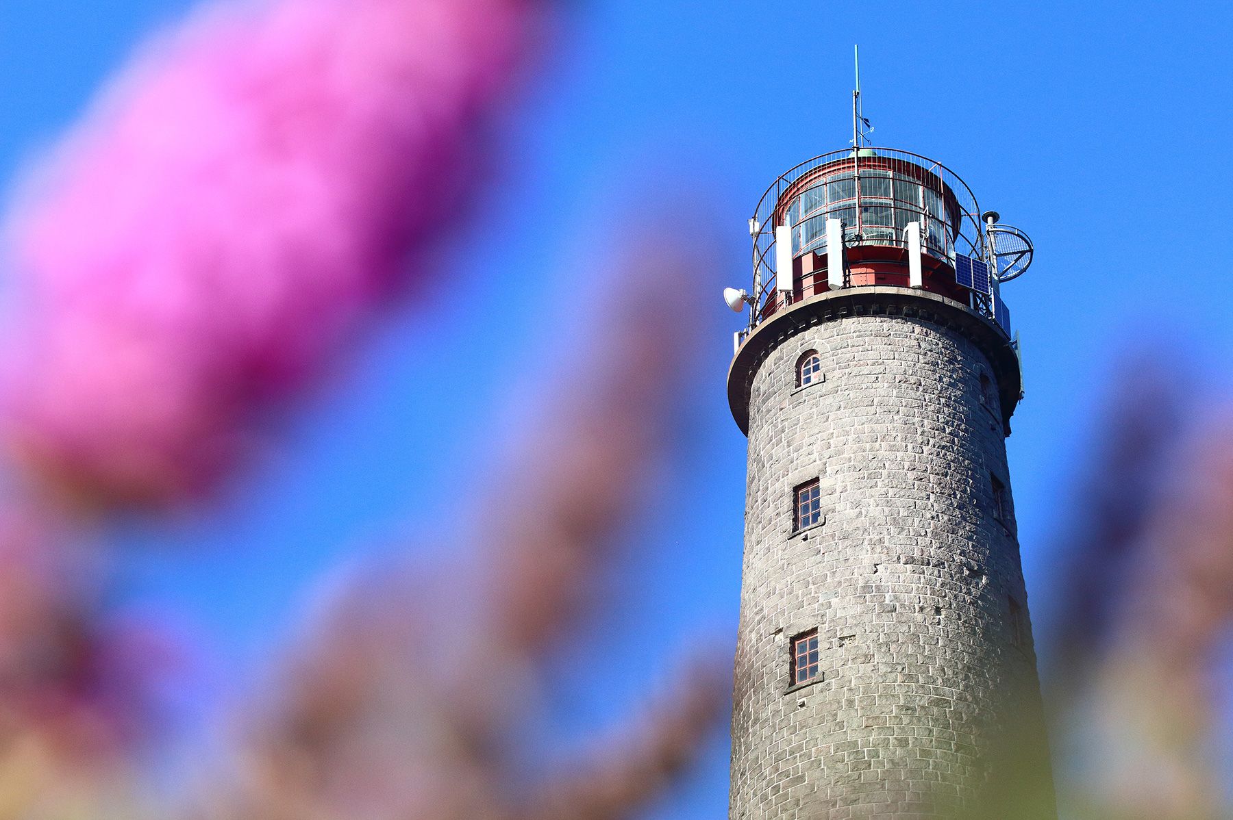 Looking up towards Bengtskär Lighthouse, through pink flowers waving in the breeze.