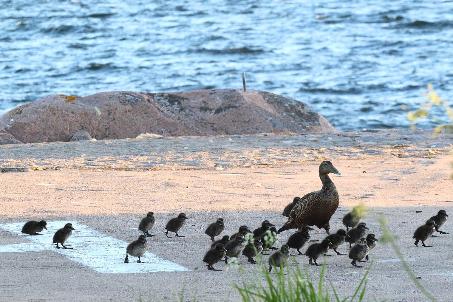 A mother duck walks with a group of ducklings along the beach.