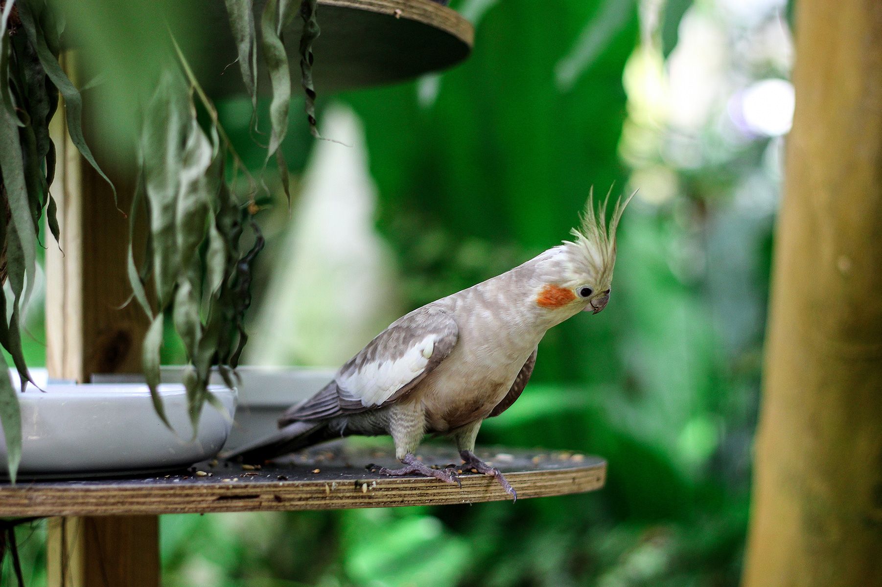 A cockatiel sits on a plank of wood at the Botanical Garden.